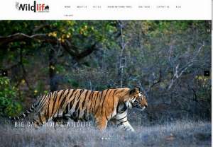Wildlife tour packages india - Wildlife india is most adventures tour in the world, where you can enjoy all kind of tours like jeep safari tour packages, tiger safari tours, golden triangle tours, wildlife photography and many more tours are available in india. Mainly these tour packages are arranged in ranthmbore national park, corbett national park, kanha national park.