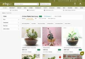Buy Plants in India | Online Nursery | Live Plant Delivery- Ferns N Petals - Buy plants Online for your home & office at Ferns N Petals. We offer wide varieties of Green plants across all major cities in India. Free Shipping! Same Day Delivery!