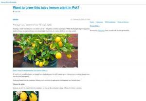 Want to grow this juicy lemon plant in Pot? - Plant Talk - NurseryLive Wikipedia - Want to grow juicy lemon tree at home? Its simple,  try this. Tending a small lemon tree in your home can be a delightful aromatic experience.