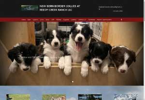 New Bern Border Collies - We currently have 7 beautiful border collies puppies born May 22nd 2017. We don't have puppies often so please reserve your puppy today. Mom and dad are both beautiful high octane dogs. All our puppies are ABCA registered.