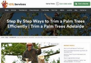 Step By Step Ways to Trim a Palm Trees Efficiently | Trim a Palm Trees Adelaide - It's critical to trim branches at the ideal time of year & utilise the best possible method. There are a few steps that require when you trim a palm tree. 