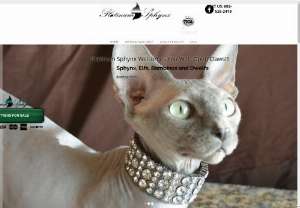 Platinum sphynx - Sphynx and Bambino Cat kitten for sale Phoenix Arizona Phoenix Az