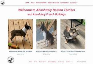 ABSOLUTELY BOSTON TERRIERS - Dedicated Breeder of AKC Registered Boston Terriers. Specializing in well socialized companion dogs. Traditional colors and non-traditional occasionally.