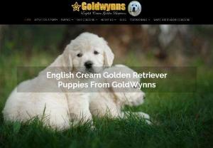 English Cream Golden Retriever Puppies for sale | Goldwynns Golden Retrievers - We place our exceptional Golden Retreiver puppies in loving homes throughout the United States and Canada. You will find GoldWynn's English Golden Retrievers with families in Texas, Florida, California, New York, West Virginia, Ohio, Indiana, and in other towns and cities throughout North America.