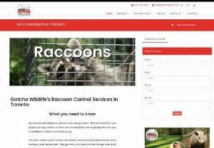 Raccoon Removal Toronto - Are you looking for Raccoon Removal Toronto at an affordable cost? Gotcha Wildlife's Toronto based raccoon control services are 100% humane. A technician will thoroughly inspect your property in order to locate the point of entry. Give us a call @ (647) 461-7632.