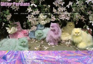 Glitter Persians - Glitter Persians is an in home TICA and REFR cattery located in South Texas. Our particular interests are in Lilacs, Chocolates, Blues and Odd- eyed, as we strive to produce such. As we breed for quality, our cats and kittens are indoors and hand raised strictly for cleanliness and health. 