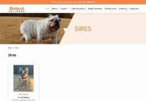 Sires Bulldog Puppies, Sires English Bulldog Puppies for Sale - We present sires English bulldog and sires puppies in Texas. We are the registered breeder of healthy and cute English sires and dames bulldog puppies. Contact us Today!