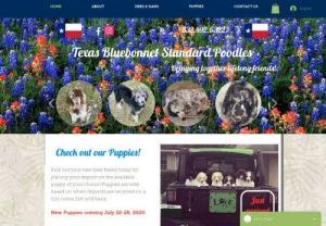 Texas Bluebonnet Standard Poodles - AKC Merle, Blue Merle, Phantom, Parti, and Solid colored Standard Poodle Puppies of Health Tested Parents who have been Socialized and ready to come to your Home as a Lifelong Partner! Texas Bluebonnet Standard Poodles located in Dickinson, Texas. 832.492.6322  
