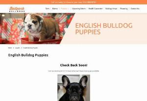 English Bulldog Puppies for Sale in Texas - Ballpark Bulldogs is English bulldog breeders in Texas. We provide amazing and cute bulldogs and puppies. You'll find our doggies healthiest and happiest. We produce big-boned, wrinkly and high-quality purebred bulldogs. We continuously work to improve our breeding quality.