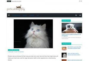 What is the Best Food for Persian Cats Experts Prefer - It is not easy to keep your glamorous Persian cat in his best shape without the best food for Persian cats. Check out the expert's choices available 2019