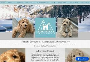 Foothills Labradoodles - Breeder of Multi Generation Australian Labradoodles.  Wonderful family dogs and puppies with great temperaments.  Serving Seattle, Bellevue, Issaquah,  Redmond, Tacoma, Bonney Lake, Everett & Western Washington