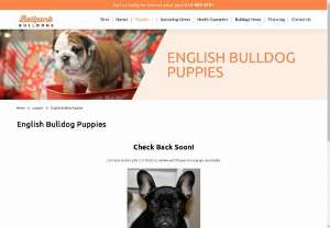 English Bulldog Puppies for sale | Ballpark Bulldogs - Ballpark Bulldogs is the most trustworthy bulldog breeder in Texas. We're providing the English Bulldog Puppies. We have healthy, purely bred and charming bulldog puppies. They can be a lovable friend. 