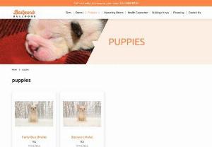Buy Cute Baby Bulldogs in Texas - Ballpark Bulldogs is one of the famous bulldog breeders in Texas. We have two types of baby bulldogs:- (1) English Bulldog puppies, (2) French Bulldog Puppies. We're a reliable and ethical breeder that is committed to upgrading and education about the breed. 