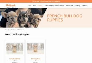 Best French Bulldog Breeder | Ballpark Bulldogs - Ballpark Bulldogs is French Bulldog Breeders in Texas. We have the purely bred french bulldog puppies. We're a certified and decent breeder and we always take care of the breed. Our primary motto is to give you a healthy and happy bulldog for your family. 