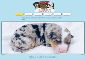 Cloud 9 Doodles - Here at Cloud 9 Doodles we ethically raise quality Sheepadoodles, Aussiedoodles and Bernedoodles. We pride ourselves in producing top quality Doodles and we are with you for the long haul. Getting your puppy is just the beginning!