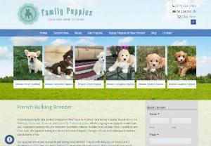 Family Puppies Nappanee Indiana - Family puppies in Nappanee Indiana would like to come which is a dog breeder based association that raises breeds, for example, Havanese, cockapoo, French bulldogs, and Coton little puppies in a healthy, clean, and friendly atmosphere.
