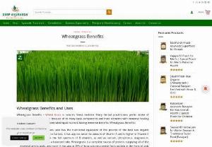 Know Wheat Grass Benefits || Improve Your Health - Do you know amazing wheatgrass benefits? It contains a high level of vitamins, minerals, proteins, enzymes and very few calories. For more information, visit our Blog Now!