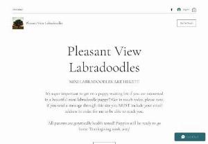Pleasant View Labradoodles - We are a family in upstate NY, providing family raised, healthy and happy labradoodle puppies. labradoodle, labradoodles, NY, upstate ny, new york, f1, litter, puppies for sale