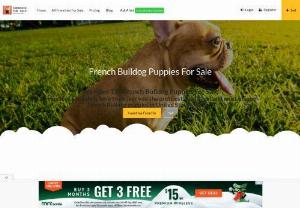 Frenchie for Sale - Are You Searching for French Bulldog Puppy For Sale? You are in the Right Place! The First & Only Website Dedicated For Frenchies. Click Here Now