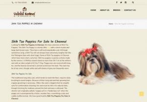 Shih Tzu Puppies For Sale In Chennai - Shih Tzu Puppies For Sale In Chennai

Vainisikennel is best dog shop in chennai we have quality dogs in chennai