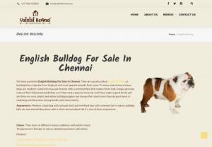English Bulldog For Sale In Chennai - English Bulldog For Sale In Chennai

Vainisikennel is best dog shop in chennai we have quality dogs in chennai