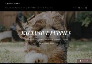 exclusive puppies - We sell King Charles Cavalier, Shihtzu, Shoodle, Cavoodle puppies. we have free delivery up to 2 hrs from our home address. Kingcharlescavaliers, Shoodles, Shihtzu, Toypoodle, Cavoodles, Puppies