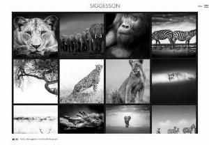 Fine art Wildlife Photographer - Wildlife art photography prints for your or your office's wall. We look forward to work with you whether you prefer black and white,  abstract or colour photographic art.