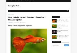 Guppy Breeding - The caring for fish blog provides information regarding ways to breed guppy and methods to look after them. The knowledge will help you in taking better care of the guppies during the time of their breeding.