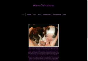 Allure Chihuahuas - We\'re located in Central New Jersey. We offer beautiful, healthy, quality purebred Chihuahua puppies to loving forever homes. Our puppies are vet checked, up to date on vaccines and dewormings, started on pee pad training, and well socialized before going to their forever home. We have both long and smooth coat Chihuahuas in a variety of colors! We only breed AKC champion line apple head Chihuahuas.