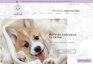Luxury Pups - Luxury Pups sells only the finest quality on American bred or international imported puppies. We also offer high end pet products.