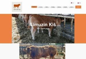 Limousine Kish - French beef cattle limousine farm in the cow-calf system.