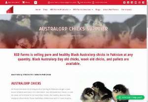 black australorp chicks in pakistan - RED Farms offers a pure breed of Black Australorp day old chicks, Australorp newborn chicks, and Australorp week old chicks. These Australorp chicks have good growth potential.