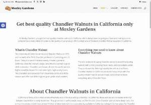 Chandler Walnut | Best Quality Walnuts in California - Chandler walnuts of California are known for it's large, smooth, and oval with a good shell connection. Moxley Gardens has the best quality walnuts in CA