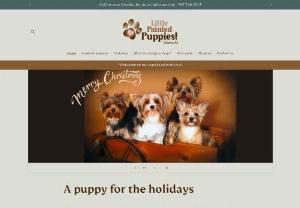 Little Painted Puppies - We breed designer dogs such as Biewer Yorkies, Morkies, Shihpoos, Yorkiepoos, and Maltipoos.