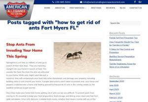 how to get rid of ants fort myers fl - In Fort Myers, FL, if you are looking for the best pest control services provider contact American Allegiance Pest Control. For service related details visit our site.