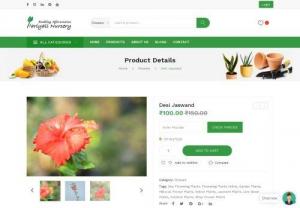 Jaswand plant online - Order hibiscus Flower Plants online at best prices from Hariyali Nursery, Nagpur. Exclusive collection of Jaswand plant available, buy online and get delivered at door step.