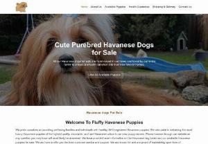 Fluffyhavanese - Beautiful Havanese Puppies. They are registered, vet checked and health guaranteed. The puppies is also potty trained. They have an outstanding and wonderful personality.
