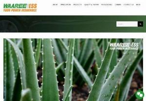 Aloe Vera Battery - What you need to know? - Aloe Vera Battery: Have you ever heard of it? What do you think of using aloe vera to make products such as batteries? Read this blog for more information.