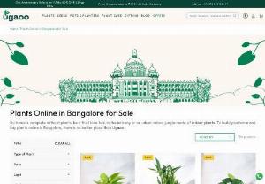 Plants Online in Bangalore for Sale - Ugaoo is the top Online plant nursery in Bangalore. We offer the best quality seeds, live plants, garden tools & plant care products with plant home delivery In Bangalore.