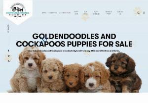 Carriage House Doodles - Goldendoodle Puppies and Cockapoo Puppies in Virginia, Maryland and Washington DC by Carriage House - Premium breeder
