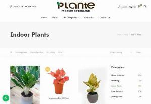 Indoor Plants Dubai - Buy Fresh Indoor plants Online Dubai, Abu Dhabi, UAE. Wide range of Indoor plants at affordable cost. We help you discover the best plants for your space.
