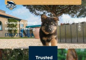 red show line german shepherds miami fl - Von Calvo German Shepherds is a family-owned company specializing in developing the German Shepherd breed in the United States. Contact our AKC German Shepherd breeders in Florida. We look forward to introducing you to our litter.