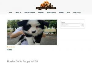 Border Collie Puppy In USA - Border Collie Puppy In USA - What's Included in Available Border Collie Puppy? Trained, Registration Papers, Veterinarian examination, Health
