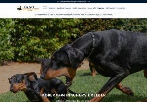 Grace Doberman Pups Home - Welcome to Grace Doberman Puppies Home, We are honored to be considered as someone you would trust in raising your newest family member. We have been breeding Doberman Pinscher for over 12 years and are in love with this beautiful, smart, energetic, breed.
