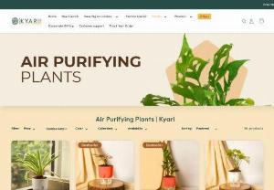 Air purifying indoor plants | best indoor plants for oxygen - air purifying indoor plants have their own unique way to enhance the look and feel of any space. Our homegrown plants add a touch of elegance to your home or office while bringing you close to nature. Explore our extensive range of plants, and choose the ones that best fit your decor or indoor gardening needs.