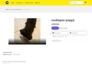 Black Cockapoo Puppies for sale - Browse and find Cockapoo Puppies for sale. The camlist is an online platform that helps you get a good deal on special breeds of Cockapoo Puppies. For more information, please see our website.