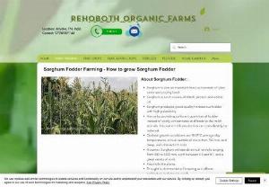 Sorghum Fodder - Sorghum Fodder grass for Dairy Farms