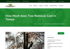 How Much does Tree Removal Cost in Tampa - Trees are our friends but sometimes they've got to go. This can be because the tree is dead or it no longer meets the aesthetic goals of the homeowner. When it comes time to remove a tree we have the experience and equipment to get the job done efficiently and safely.

Our certified arborist will visit your property to make an assessment of the tree's health as well as your goals.