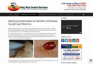 Bed Bug Exterminator in Kitchener Guelph Waterloo - Need to get rid of raccoons, squirrels, or bed bugs? Look no further than Petty Pest Control Services. We offer services for raccoons squirrels removal, bed bugs extermination, and more in Toronto, Hamilton, and the Niagara region.