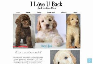 I Love U Back Labradoodles - We sell Australian and Multigenerational Labradoodles puppies. We are making a difference one puppy at a time!